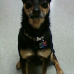 Rio the Shop Dog Rio the Shop Dog