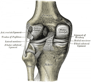 collateral-ligament