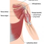 There are 4 muscles that comprise the rotator cuff